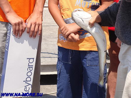 Пеленгас пойман на причале в порту Сочи